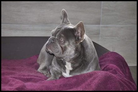 Französische Bulldoggen Welpen