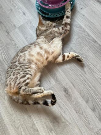 Wunderschöne Bengalen mit Stammbaum