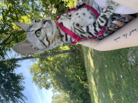 Wunderschöne Bengalen mit Stammbaum