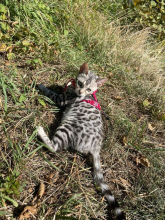 Wunderschöne Bengalen mit Stammbaum