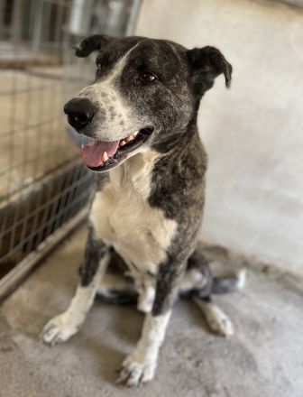 Roy, geb. ca. 11/2019, lebt in GRIECHENLAND, im städt. Tierheim Serres