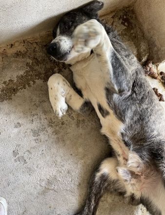 Roy, geb. ca. 11/2019, lebt in GRIECHENLAND, im städt. Tierheim Serres