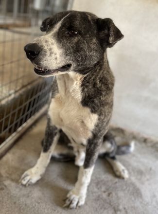 Roy, geb. ca. 11/2019, lebt in GRIECHENLAND, im städt. Tierheim Serres