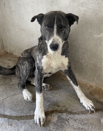 Roy, geb. ca. 11/2019, lebt in GRIECHENLAND, im städt. Tierheim Serres