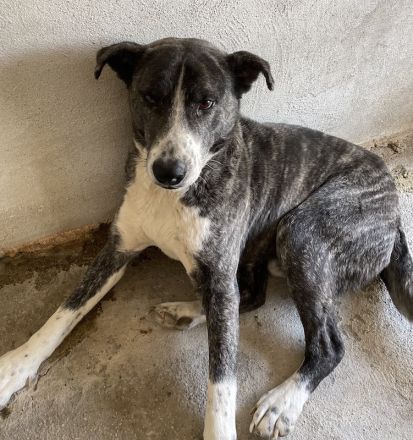 Roy, geb. ca. 11/2019, lebt in GRIECHENLAND, im städt. Tierheim Serres