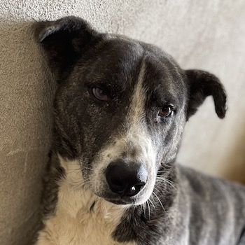 Roy, geb. ca. 11/2019, lebt in GRIECHENLAND, im städt. Tierheim Serres