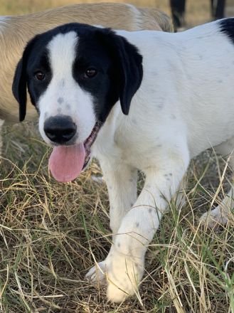 Rico, geb. ca. 05/2022, lebt in GRIECHENLAND, auf einer privaten Pflegestelle