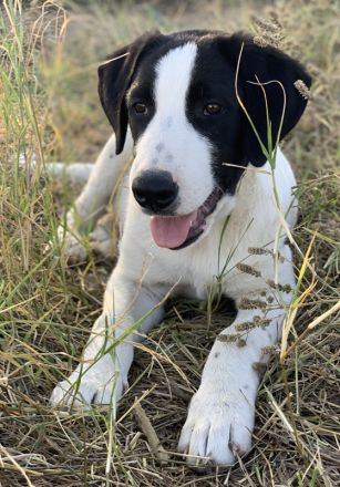 Rico, geb. ca. 05/2022, lebt in GRIECHENLAND, auf einer privaten Pflegestelle