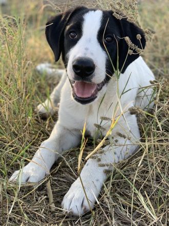 Rico, geb. ca. 05/2022, lebt in GRIECHENLAND, auf einer privaten Pflegestelle