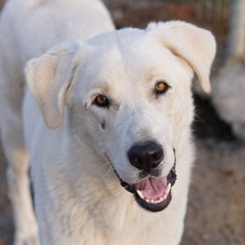 Rasmus, geb. ca. 04/2020, lebt in GRIECHENLAND, im städt. Tierheim Serres