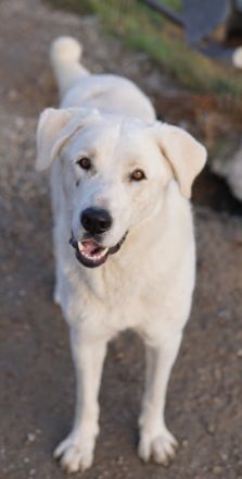 Rasmus, geb. ca. 04/2020, lebt in GRIECHENLAND, im städt. Tierheim Serres