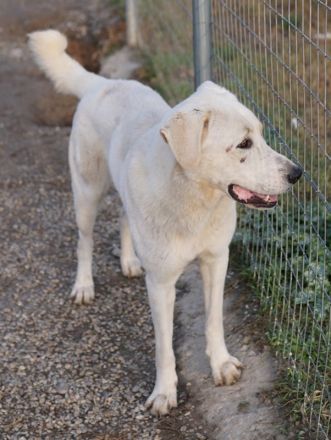Rasmus, geb. ca. 04/2020, lebt in GRIECHENLAND, im städt. Tierheim Serres