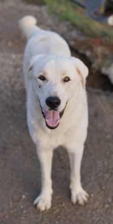 Rasmus, geb. ca. 04/2020, lebt in GRIECHENLAND, im städt. Tierheim Serres