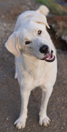 Rasmus, geb. ca. 04/2020, lebt in GRIECHENLAND, im städt. Tierheim Serres