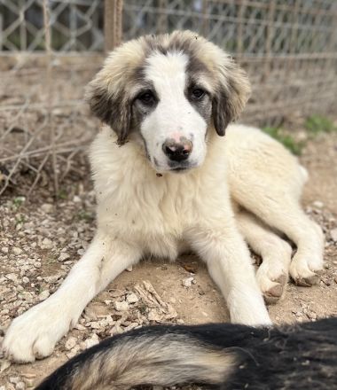 Piet, geb. ca. 11/2021, lebt in GRIECHENLAND, im städt. Tierheim Serres