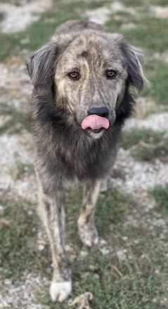 Pesto, geb. ca. 12/2021, lebt in GRIECHENLAND, im städt. Tierheim Serres