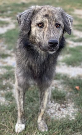 Pesto, geb. ca. 12/2021, lebt in GRIECHENLAND, im städt. Tierheim Serres