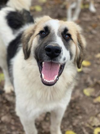 Otys, geb. ca. 03/2022, lebt in GRIECHENLAND, im städt. Tierheim Serres