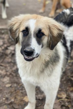 Otys, geb. ca. 03/2022, lebt in GRIECHENLAND, im städt. Tierheim Serres