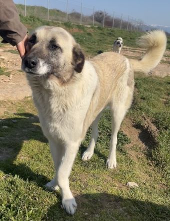 Orlando, geb. ca. 10/2018, lebt in GRIECHENLAND, auf einem Gelände