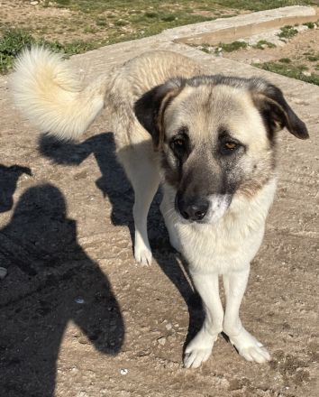 Orlando, geb. ca. 10/2018, lebt in GRIECHENLAND, auf einem Gelände