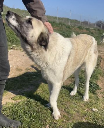 Orlando, geb. ca. 10/2018, lebt in GRIECHENLAND, auf einem Gelände