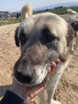 Orlando, geb. ca. 10/2018, lebt in GRIECHENLAND, auf einem Gelände