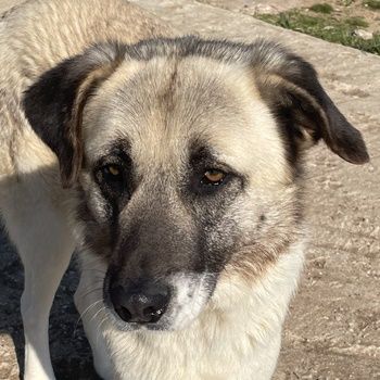 Orlando, geb. ca. 10/2018, lebt in GRIECHENLAND, auf einem Gelände