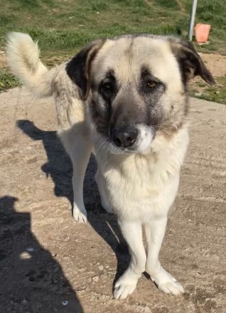 Orlando, geb. ca. 10/2018, lebt in GRIECHENLAND, auf einem Gelände