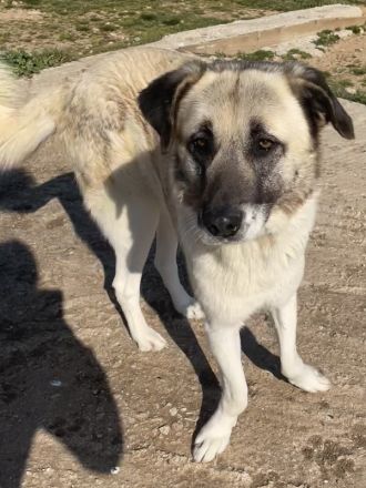 Orlando, geb. ca. 10/2018, lebt in GRIECHENLAND, auf einem Gelände