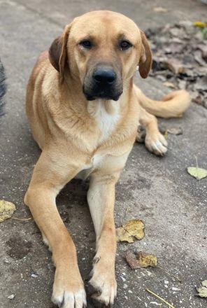 Nobu, geb. ca. 04/2021, lebt in GRIECHENLAND, im städt. Tierheim Serres