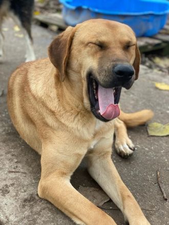 Nobu, geb. ca. 04/2021, lebt in GRIECHENLAND, im städt. Tierheim Serres