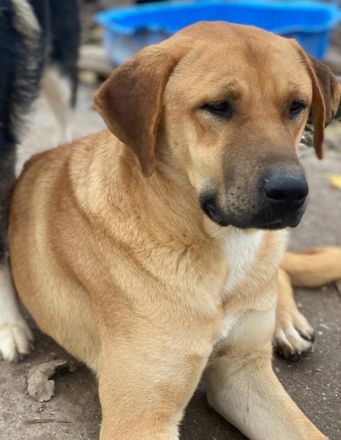 Nobu, geb. ca. 04/2021, lebt in GRIECHENLAND, im städt. Tierheim Serres