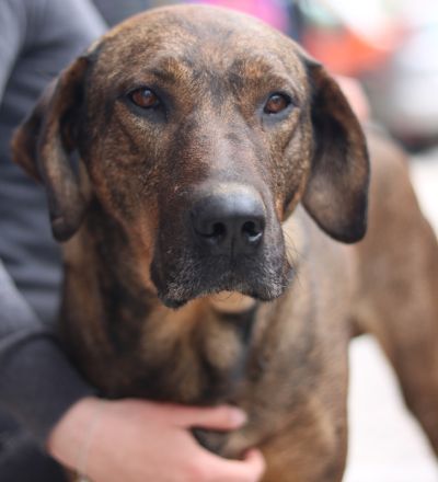 Naruto, geb. ca. 11/2019, lebt in GRIECHENLAND, auf der Straße und wird dort versorgt