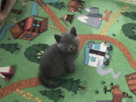 Britisch Kurzhaar in Blau 5 kitten Babys mit Stammbaum