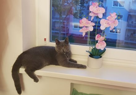 Britisch Kurzhaar in Blau 5 kitten Babys mit Stammbaum