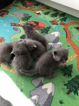 Britisch Kurzhaar in Blau 5 kitten Babys mit Stammbaum