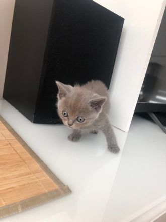 Britisch Kurzhaar in Blau 5 kitten Babys mit Stammbaum