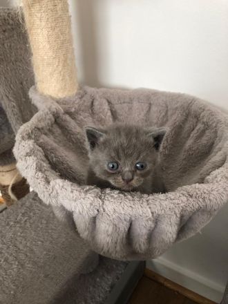 Britisch Kurzhaar in Blau 5 kitten Babys mit Stammbaum