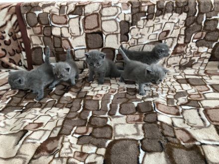 Britisch Kurzhaar in Blau 5 kitten Babys mit Stammbaum