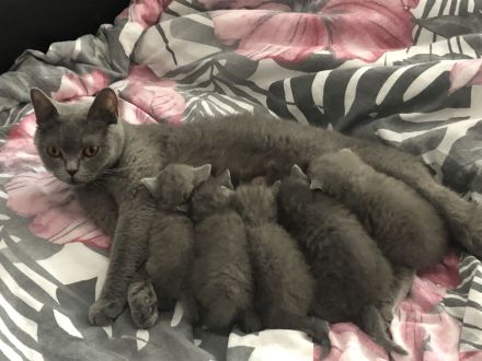 Britisch Kurzhaar in Blau 5 kitten Babys mit Stammbaum