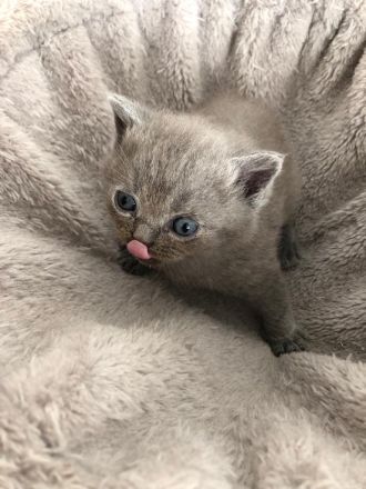 Britisch Kurzhaar in Blau 5 kitten Babys mit Stammbaum