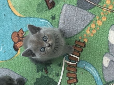 Britisch Kurzhaar in Blau 5 kitten Babys mit Stammbaum