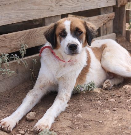 Mick, geb. ca. 12/2020, lebt in GRIECHENLAND, auf einem Gelände