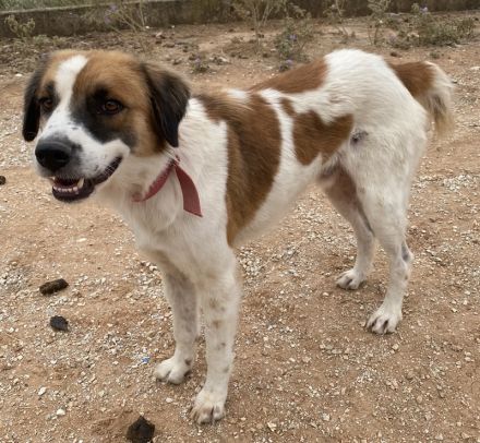 Mick, geb. ca. 12/2020, lebt in GRIECHENLAND, auf einem Gelände