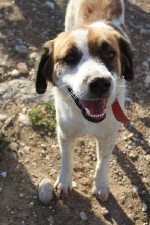 Mick, geb. ca. 12/2020, lebt in GRIECHENLAND, auf einem Gelände