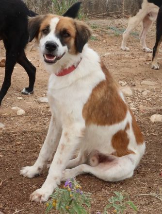 Mick, geb. ca. 12/2020, lebt in GRIECHENLAND, auf einem Gelände