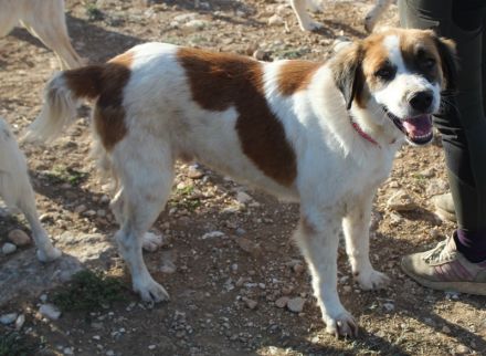 Mick, geb. ca. 12/2020, lebt in GRIECHENLAND, auf einem Gelände