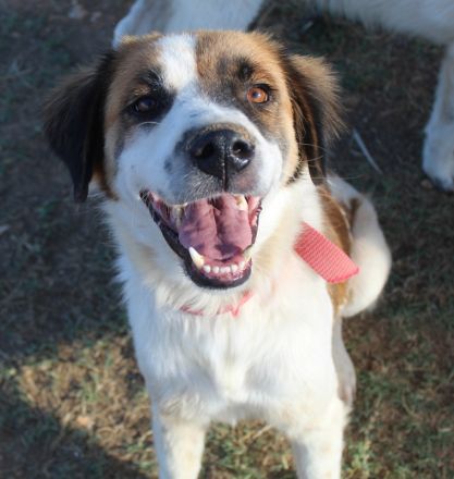 Mick, geb. ca. 12/2020, lebt in GRIECHENLAND, auf einem Gelände