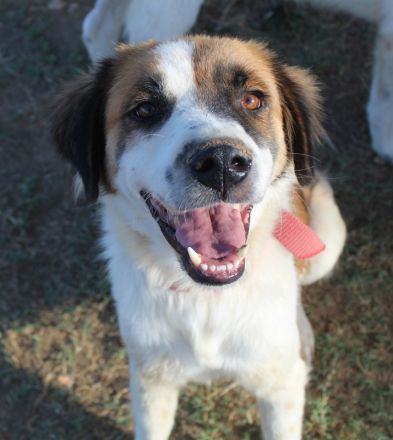 Mick, geb. ca. 12/2020, lebt in GRIECHENLAND, auf einem Gelände